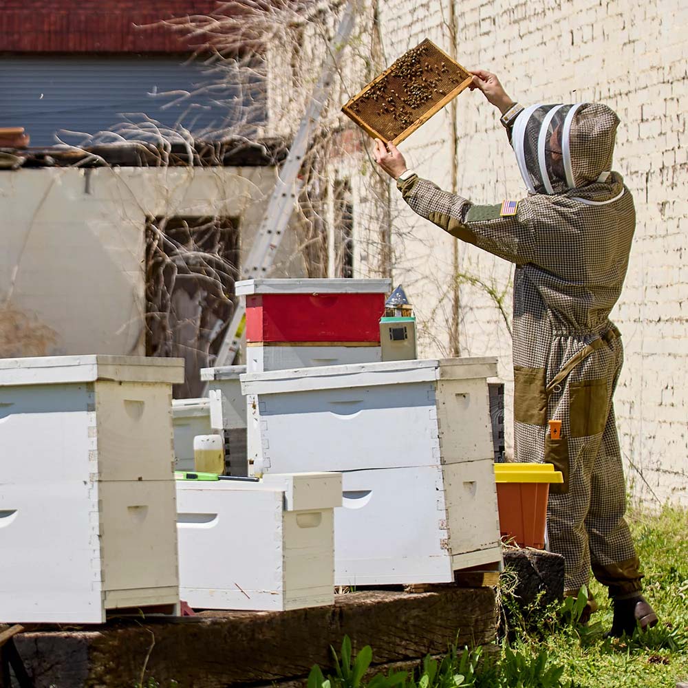 Person in a beekeeping suit inspecting honeycomb in front of beehives.