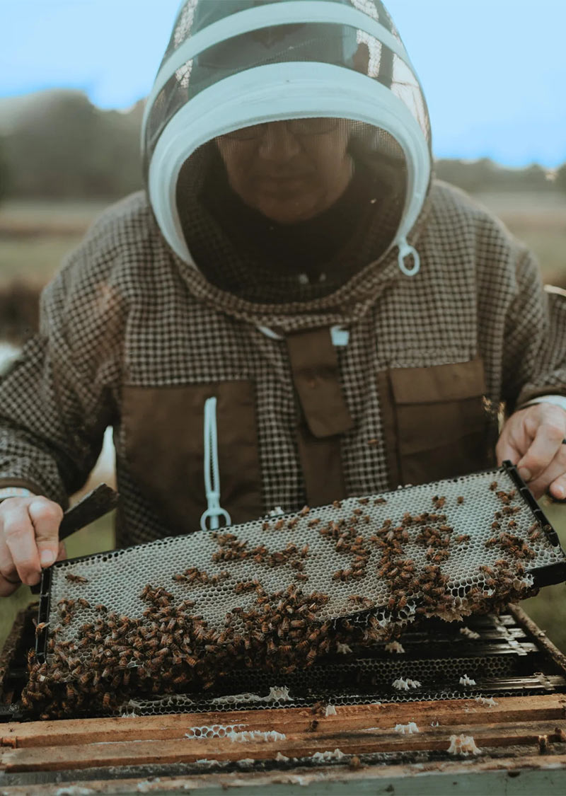 A beekeeper in protective gear holds a honeycomb frame covered with bees outdoors.